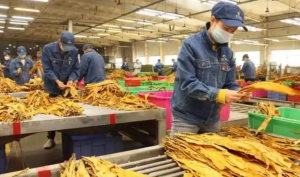 烟叶分级总误判？这款符合（YC/T 291-2009）标准 的灯具帮你搞定